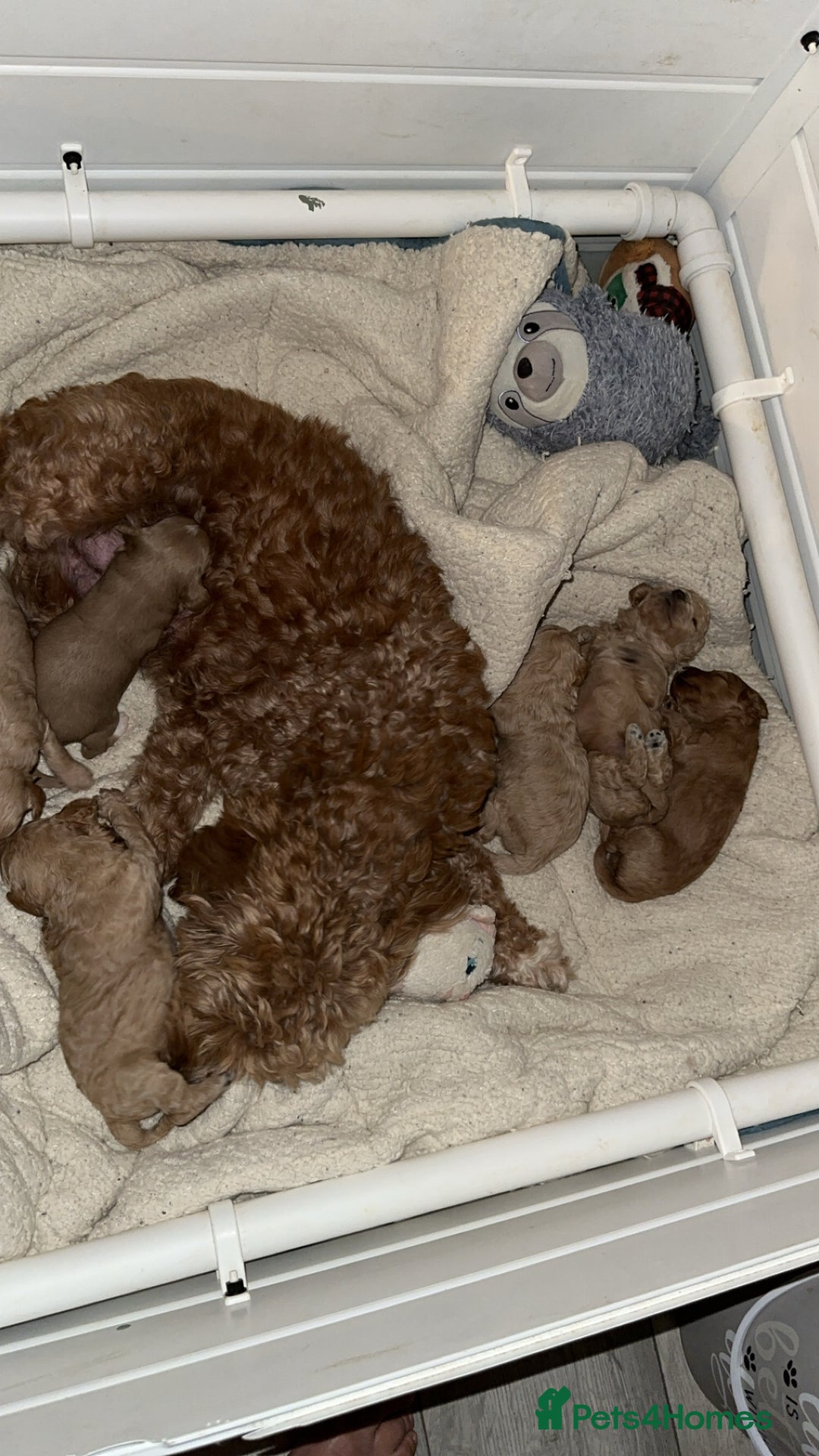 Cavapoo dogs for sale: Amazing quality litter of F1B Cavapoos  - Advert 2