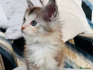 Maine Coon cats 6th Gen GCCF Pedigree Maine Coon Kitten - Advert 10