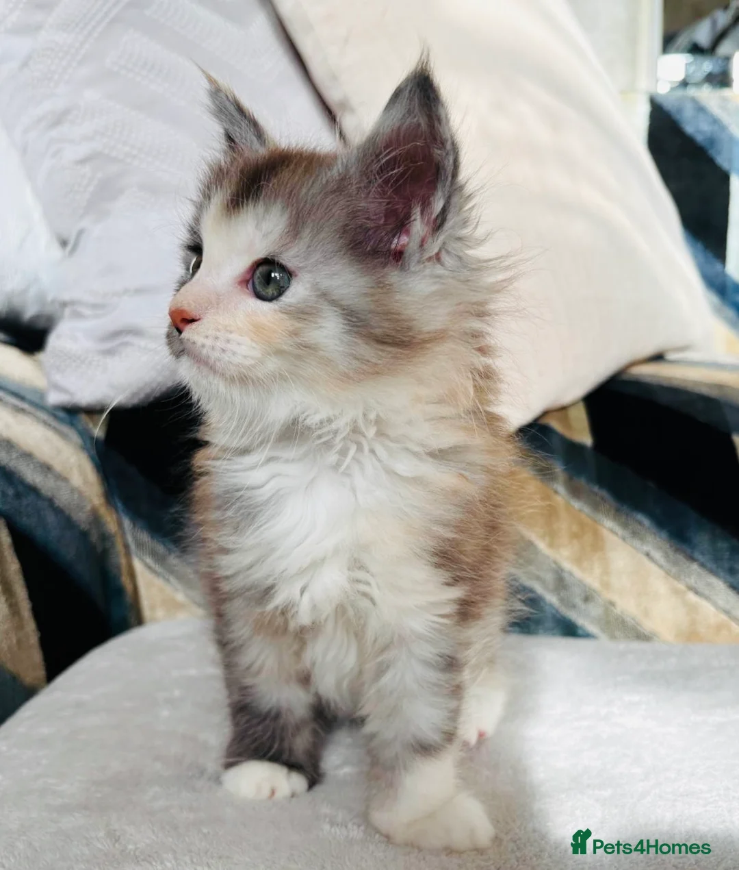 Maine Coon cats for sale: 6th Gen GCCF Pedigree Maine Coon Kitten - Advert 1
