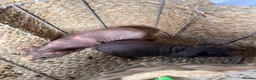 Guinea Pig rodents for sale: Skinny pigs  in York - Advert 1