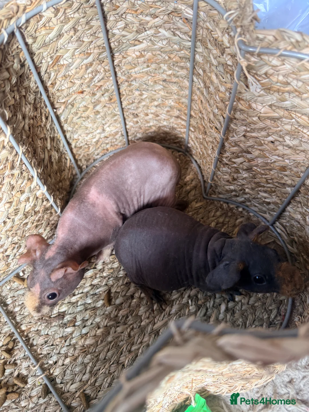 Guinea Pig rodents for sale: Skinny pigs  in York - Advert 1