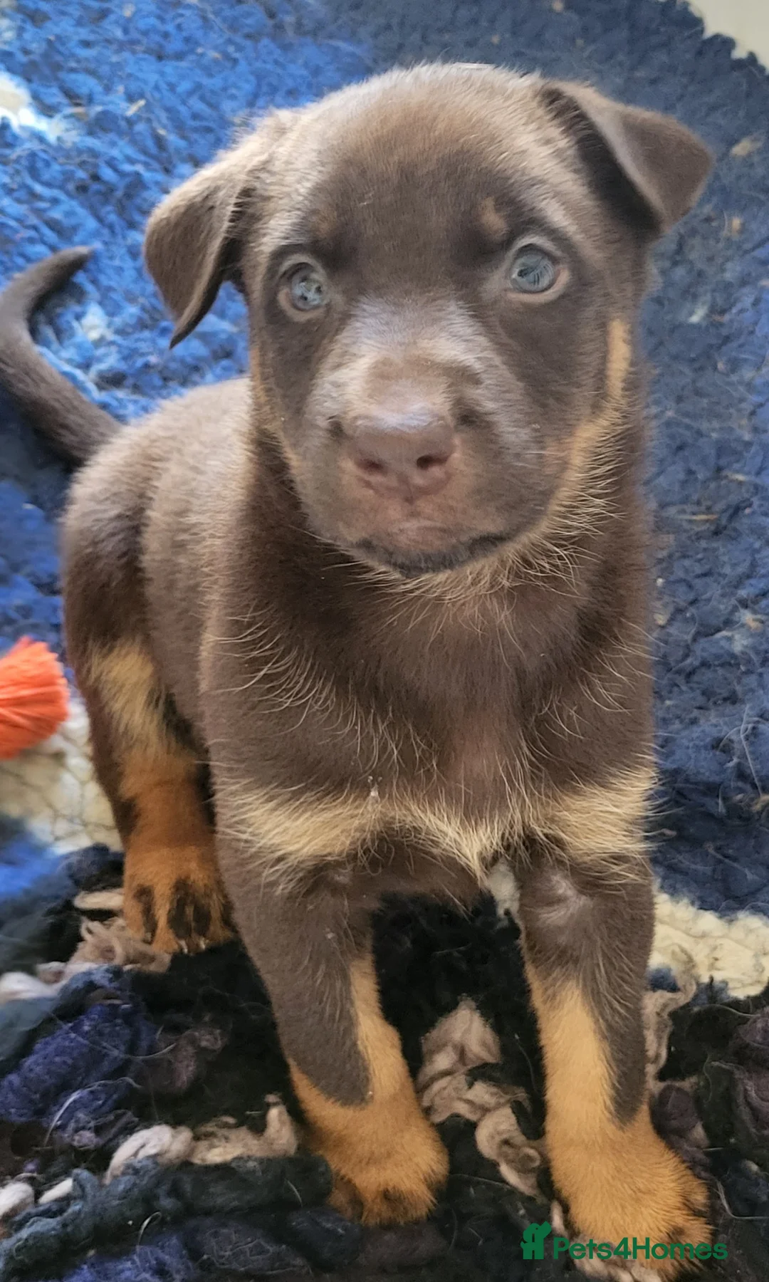 Mixed Breed dogs for sale: Beautiful shepherd x doberman  in Chelmsford - Advert 2