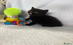 British Shorthair cats for sale: Beautiful British shorthair x kittens - Image 12