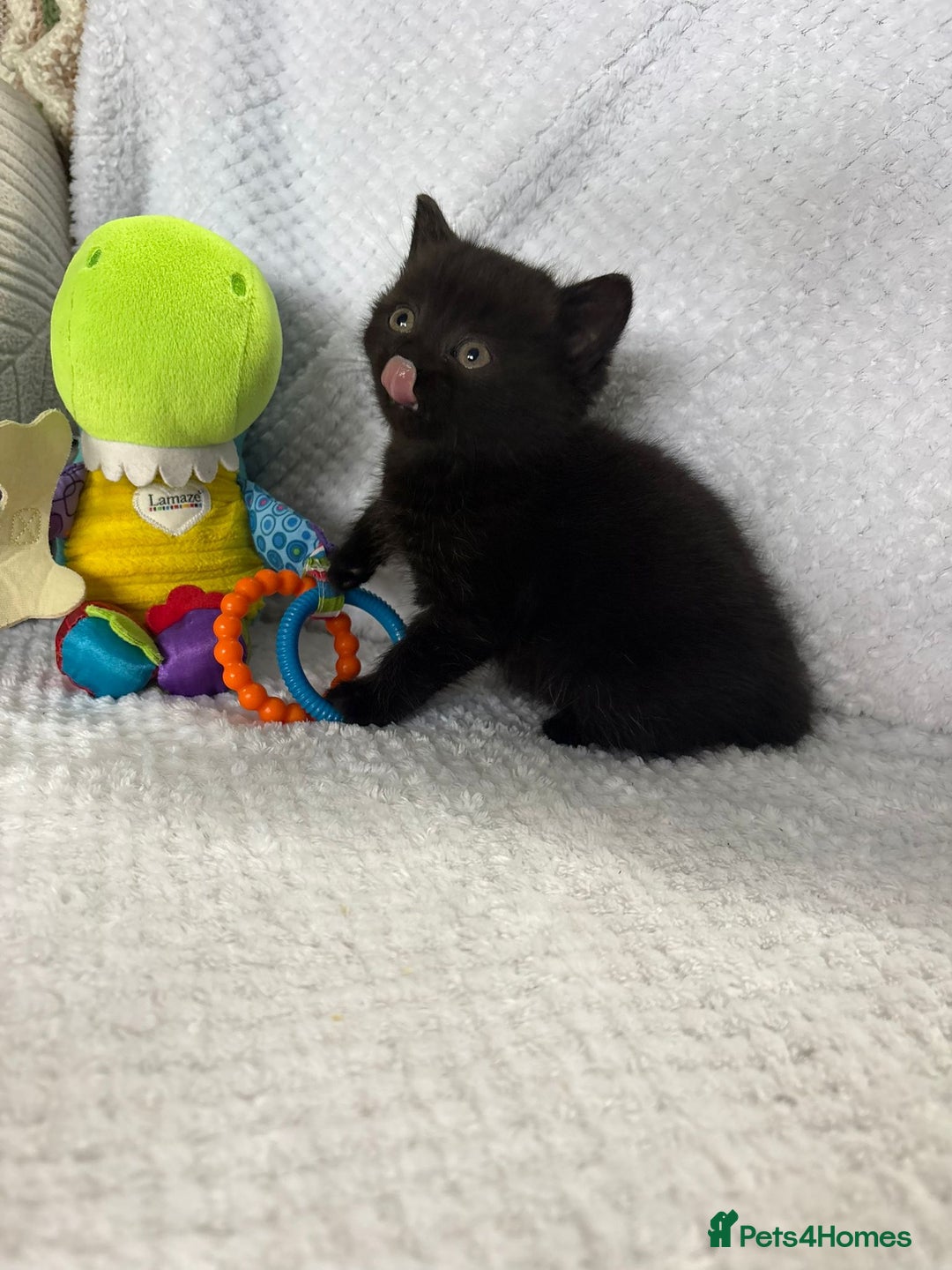 British Shorthair cats for sale: Beautiful British shorthair x kittens - Image 12