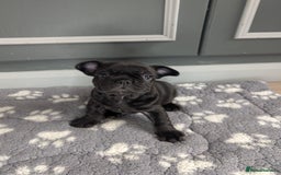 French Bulldog dogs for sale: French bulldog  in Londonderry - Image 12