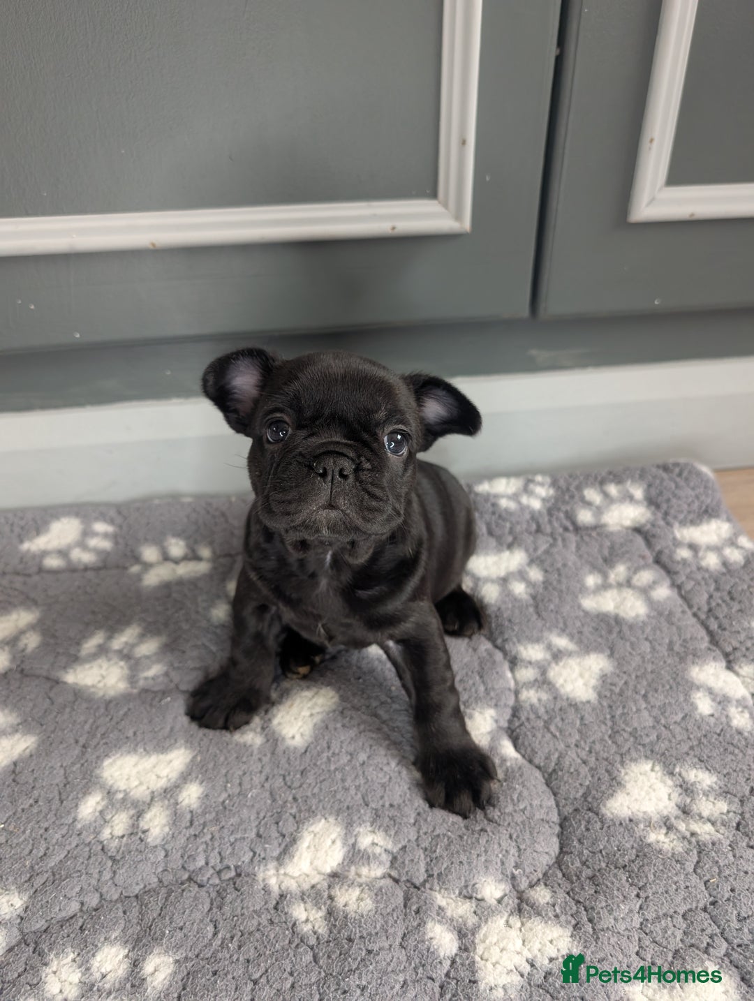 French Bulldog dogs for sale: French bulldog  in Londonderry - Image 12