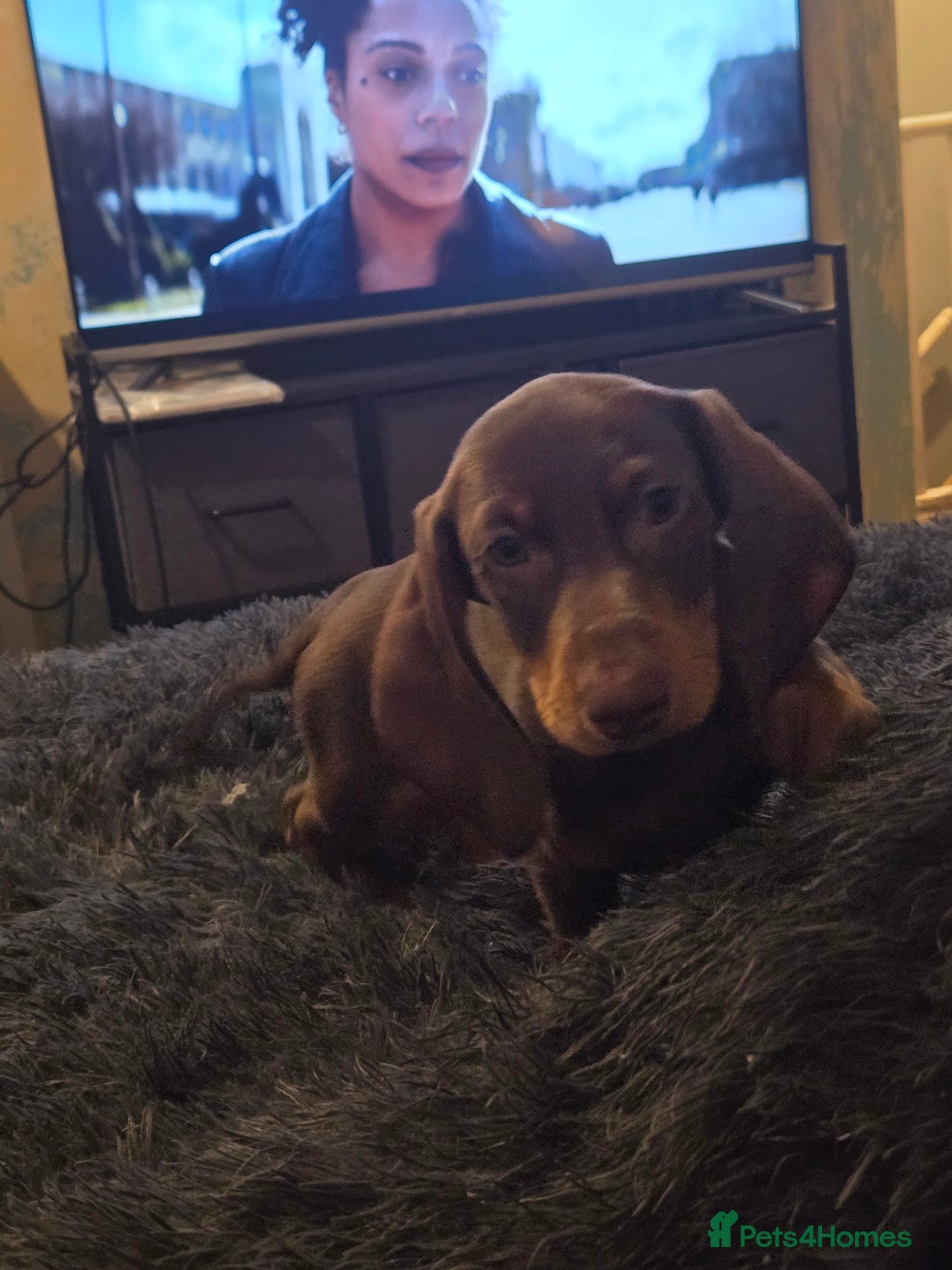 Miniature Dachshund dogs for sale: Chocolate male miniature dacshund  - Image 9