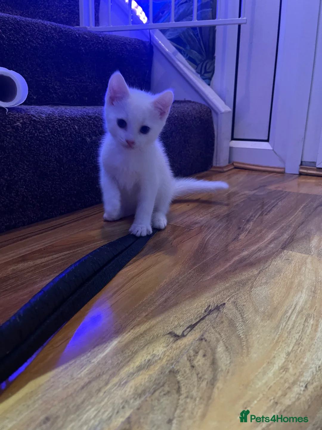 Mixed Breed cats for sale: Xxxxx - Advert 1