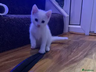 Mixed Breed cats Xxxxx - Advert 1