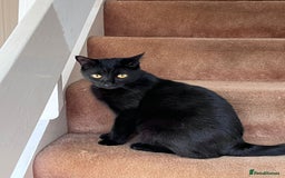Domestic Shorthair cats for adoption: Luna, Milo & Ozzy  - Image 3