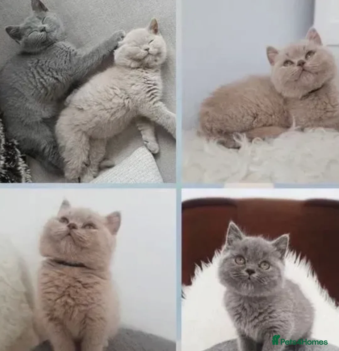 British Shorthair cats for stud: GCCF BRITISH SHORTHAIR STUD HUGE BOY MILTON KEYNES in Milton Keynes - Advert 2