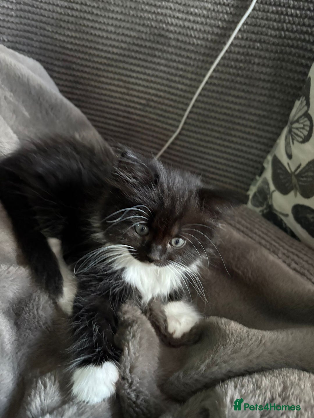 British Longhair cats for sale: Long haired British blue - Image 4