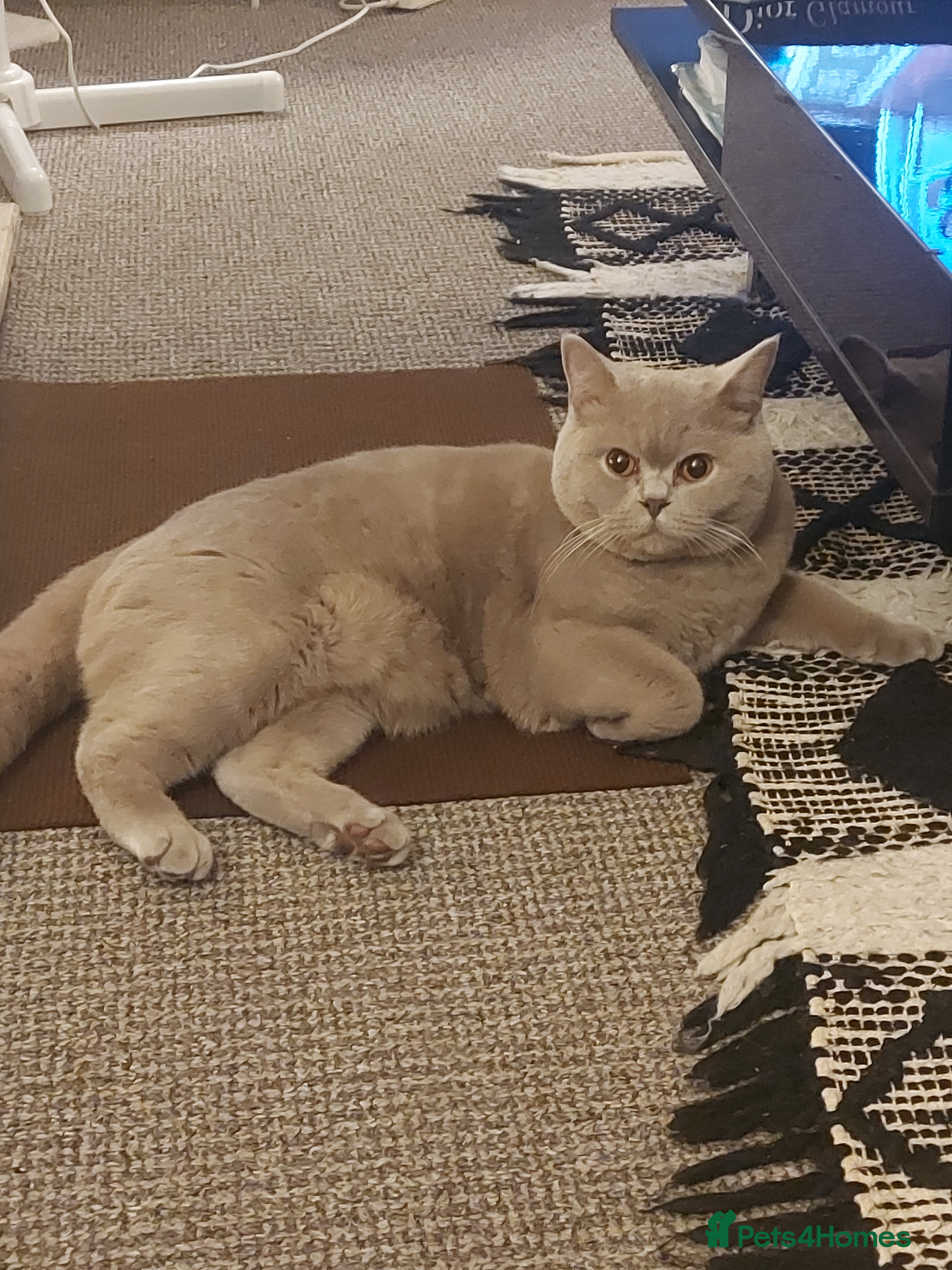 British Shorthair cats championship bloodline BSH Tica Active Registered  - Advert 15