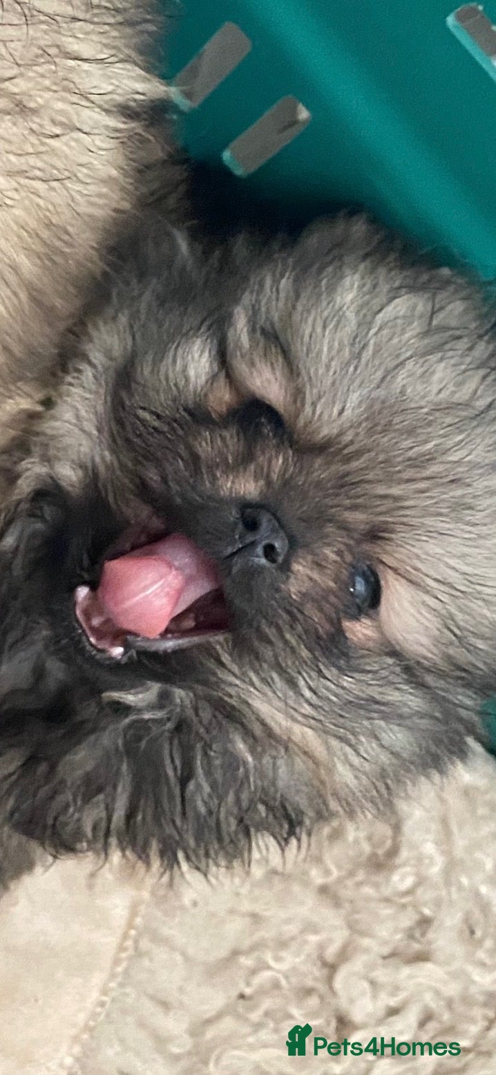 Pomeranian dogs POM POM POM  - Advert 2