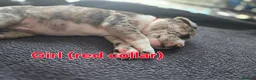 Mixed Breed dogs for sale: Border collie cross pups  - Advert 15