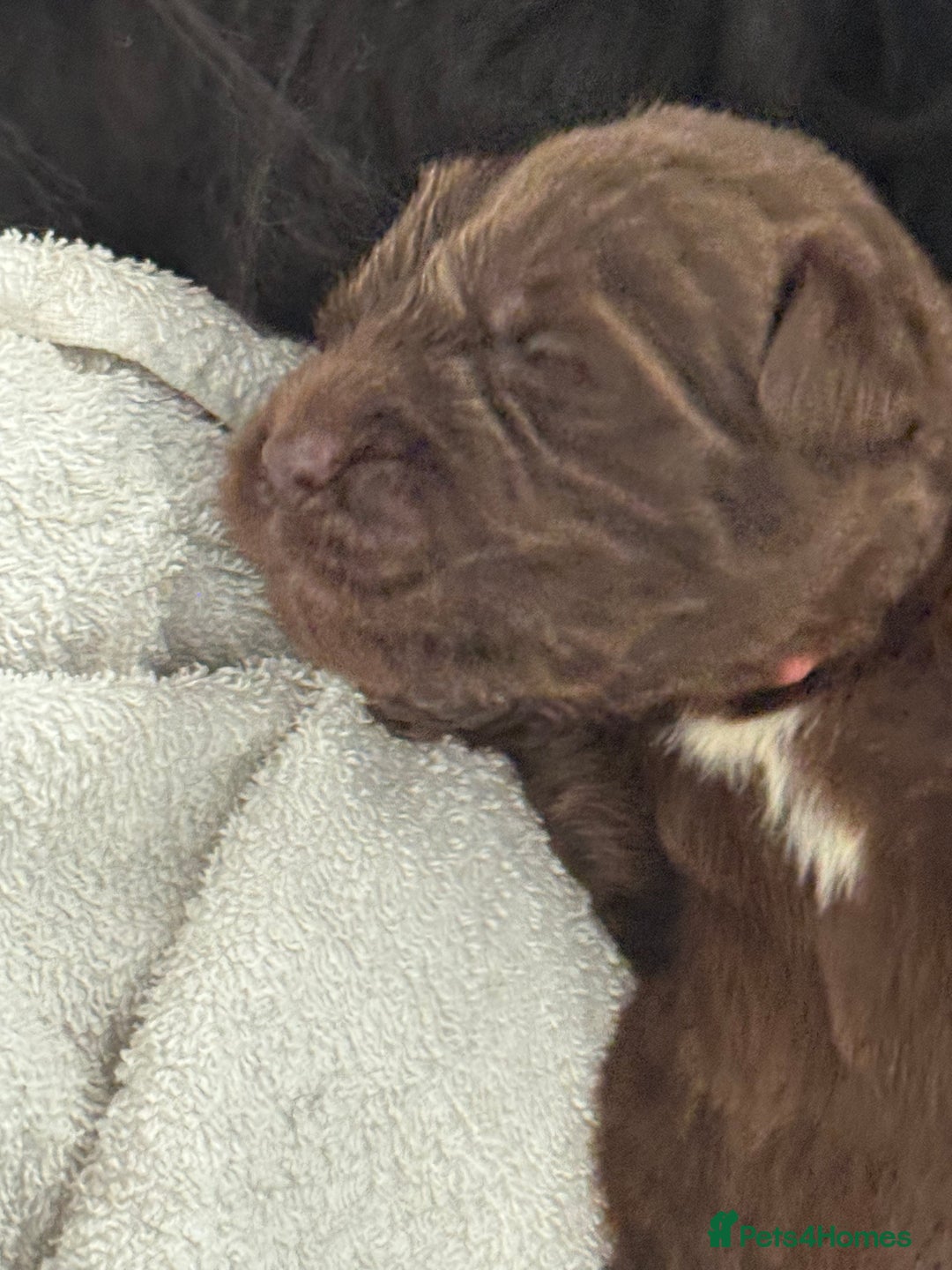 Newfoundland dogs for sale: KC registered Newfoundland Puppies. Health tested - Image 3
