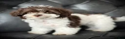 Toy Poodle dogs for sale: ❣️🐾 Last 2 REDUCED Asian Poodle Puppies! 🐾❣️ - Advert 10