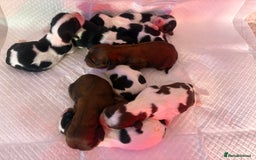 Cavalier King Charles Spaniel dogs for stud: Fully health tested Black and Tan stud.  in Wrexham - Image 20