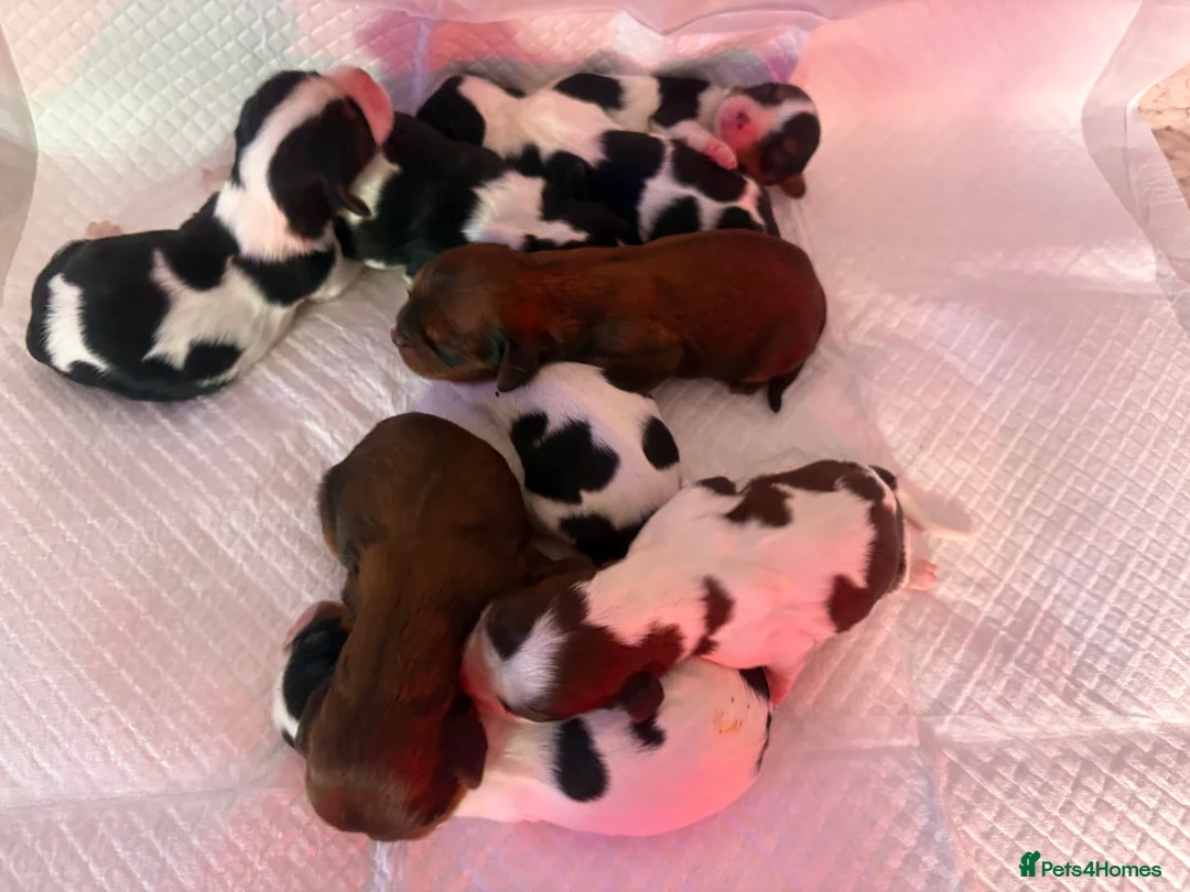 Cavalier King Charles Spaniel dogs for stud: Fully health tested Black and Tan stud.  in Wrexham - Advert 20