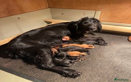 Cocker Spaniel dogs for sale: Working cocker spaniel puppies - Image 20
