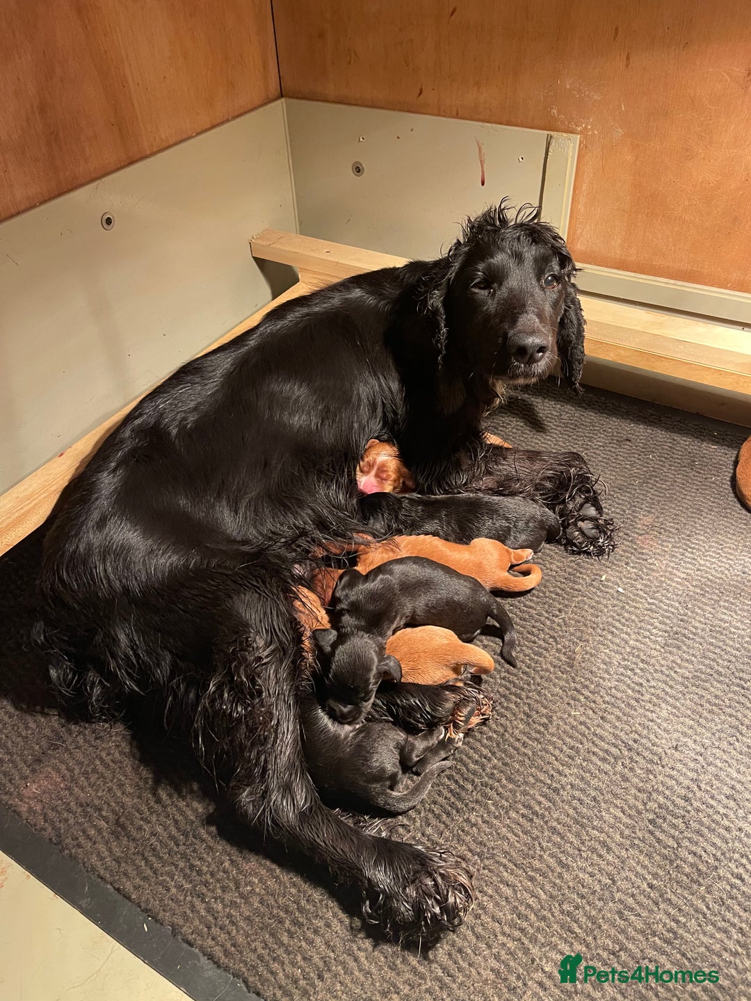 Cocker Spaniel dogs for sale: Working cocker spaniel puppies - Image 20