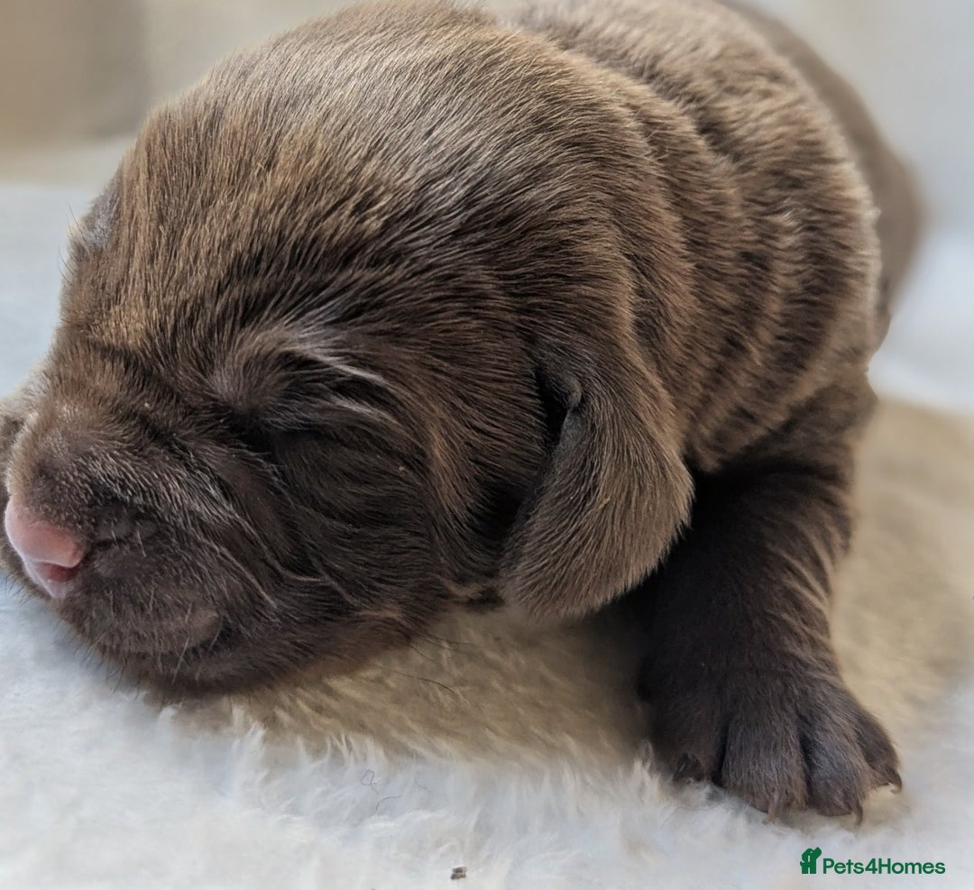 Labrador Retriever dogs for sale: Chocolate Labrador pups  - Image 9