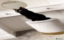 Domestic Shorthair cats for sale: Rehoming my 2 girls  - Image 5