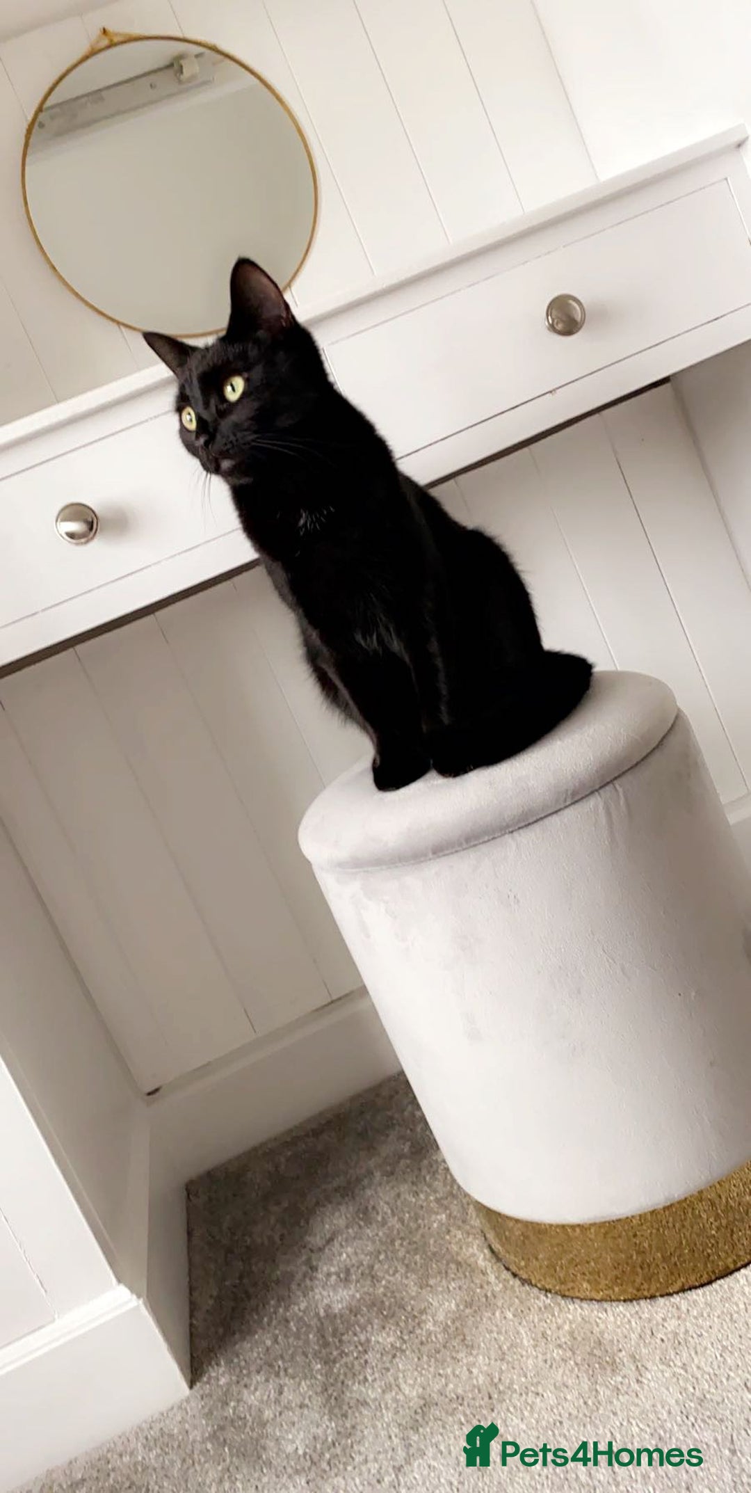 Domestic Shorthair cats for sale: Rehoming my 2 girls  - Image 5