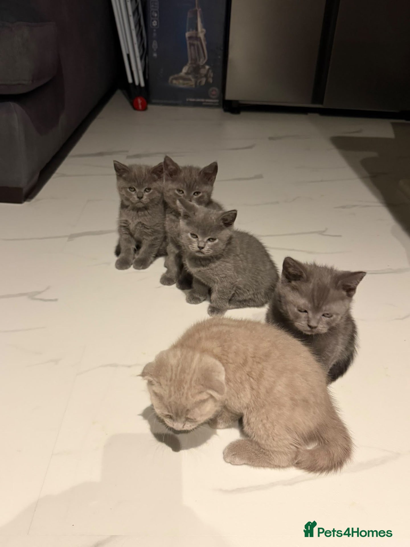 Scottish Fold cats 7 Beautifully Scottish Fold/Straight kittens - Advert 1