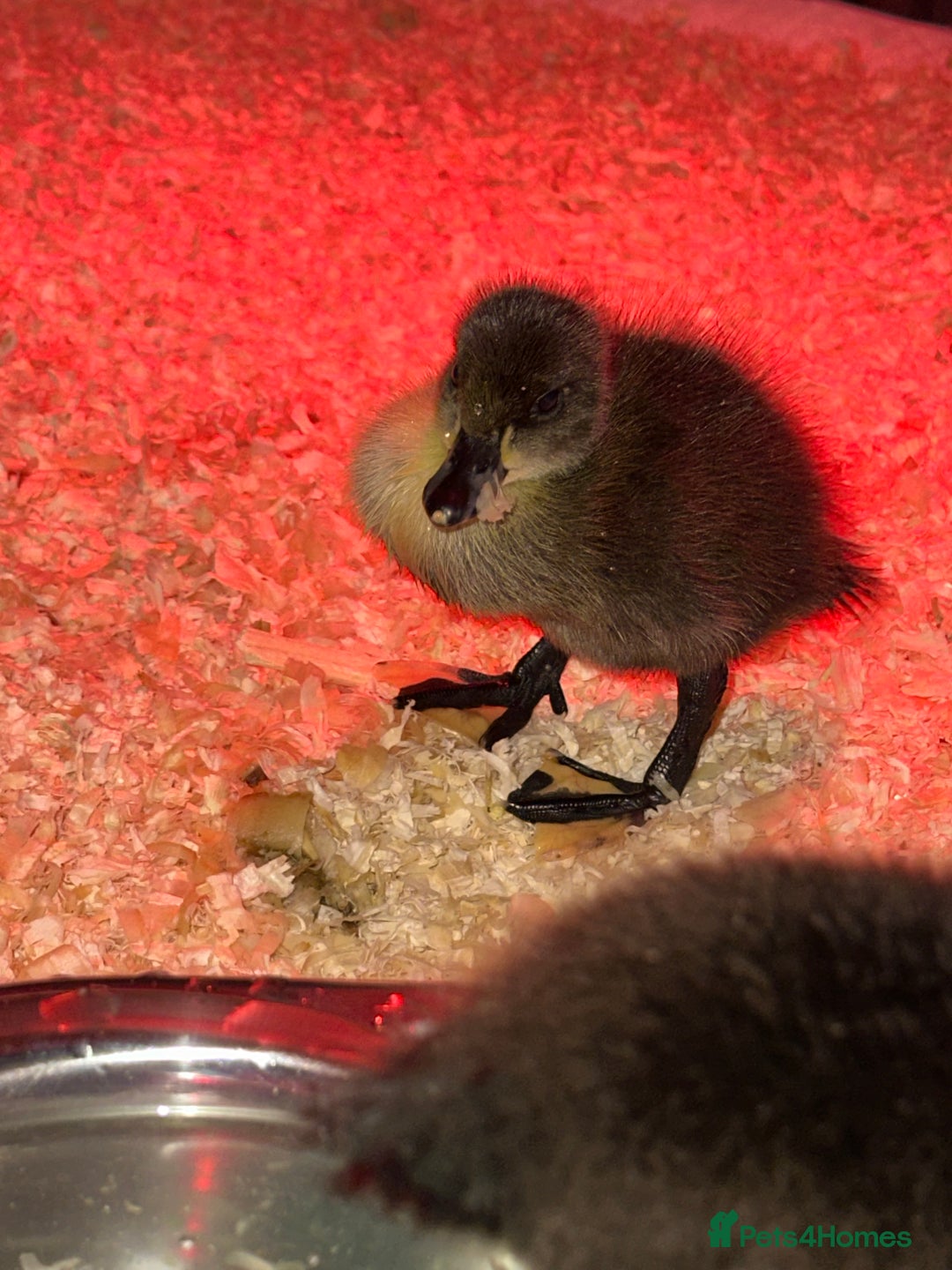 Ducks poultry for sale: Ducks for sale  - Advert 7