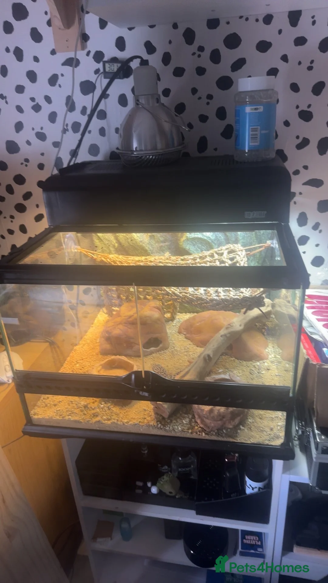 Gecko reptiles for sale: Leopard Geko  in Carlisle - Advert 2