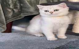 British Shorthair cats for sale: Stunning BSH golden/silver Kittens TICA - Advert 13