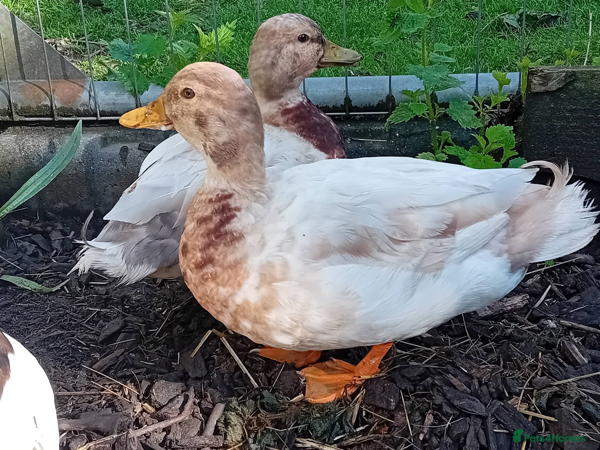 Ducks poultry for sale: Miniature Pet Drakes Looking for a Home Together - Advert 2