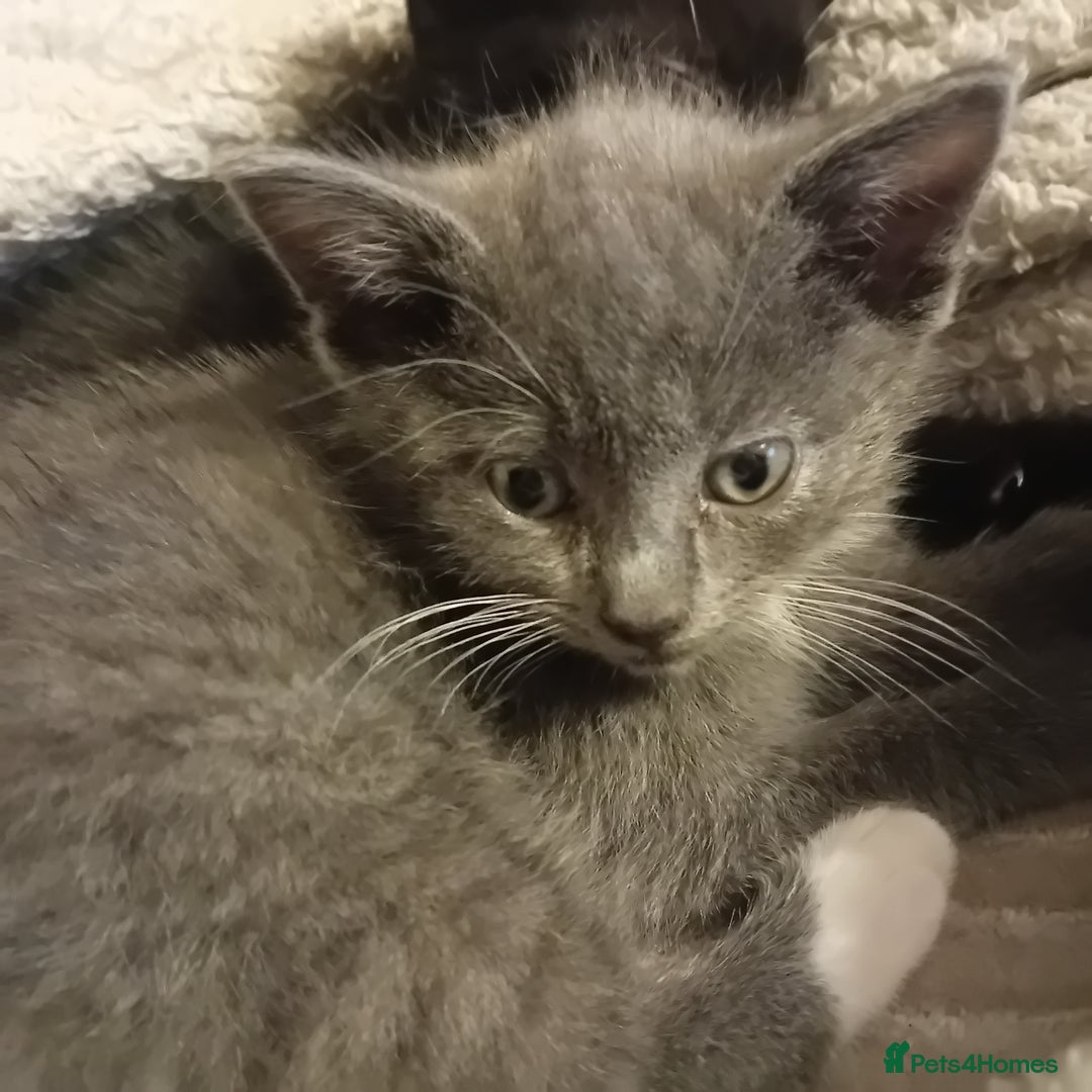 Mixed Breed cats for sale: Two beautiful kittens needing a forever home - Advert 2