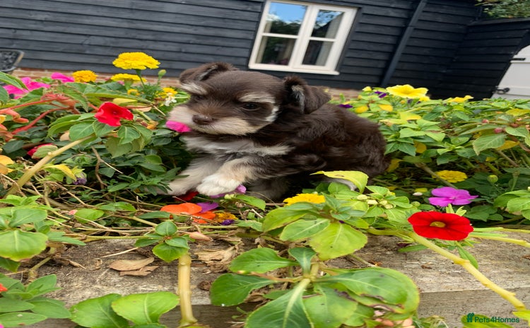 Miniature Schnauzer dogs - Advert 2