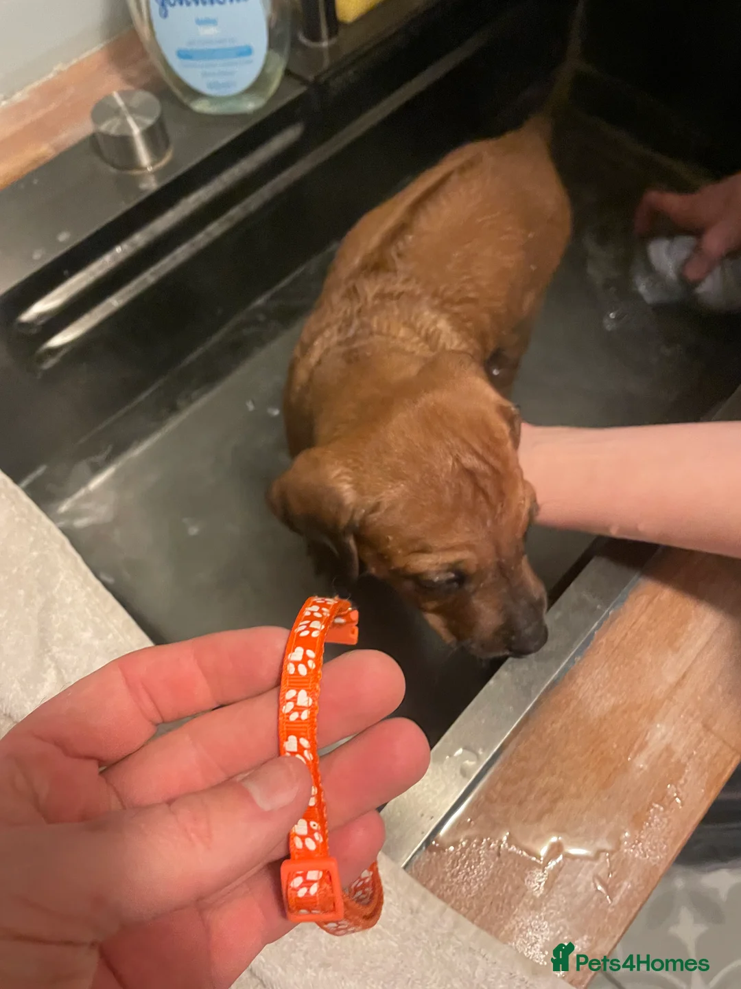 Rhodesian Ridgeback dogs for sale: Beautiful Rhodesian Ridgeback pups - Advert 12