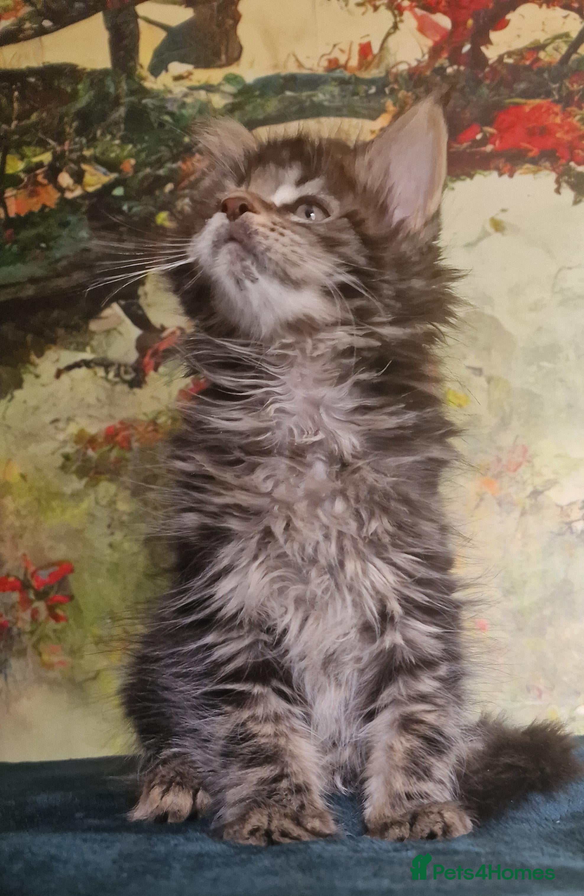 Maine Coon cats Maine Coon Boy kittens Champion Bloodlines - Advert 7