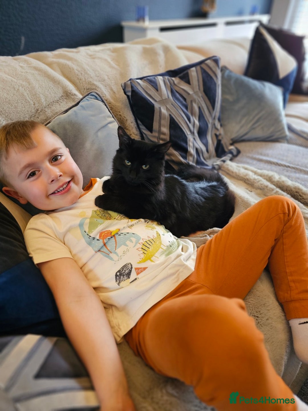 Maine Coon cats for sale: *URGENT HOME * GORGEOUS MAINCOON PRINCE - Image 6