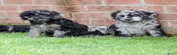 Cockapoo dogs for sale: F1 COCKAPOO PUPPIES FOR SALE - Advert 35