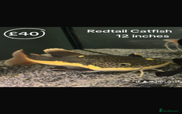 Catfish fish for sale: Fish for sale  - Image 3