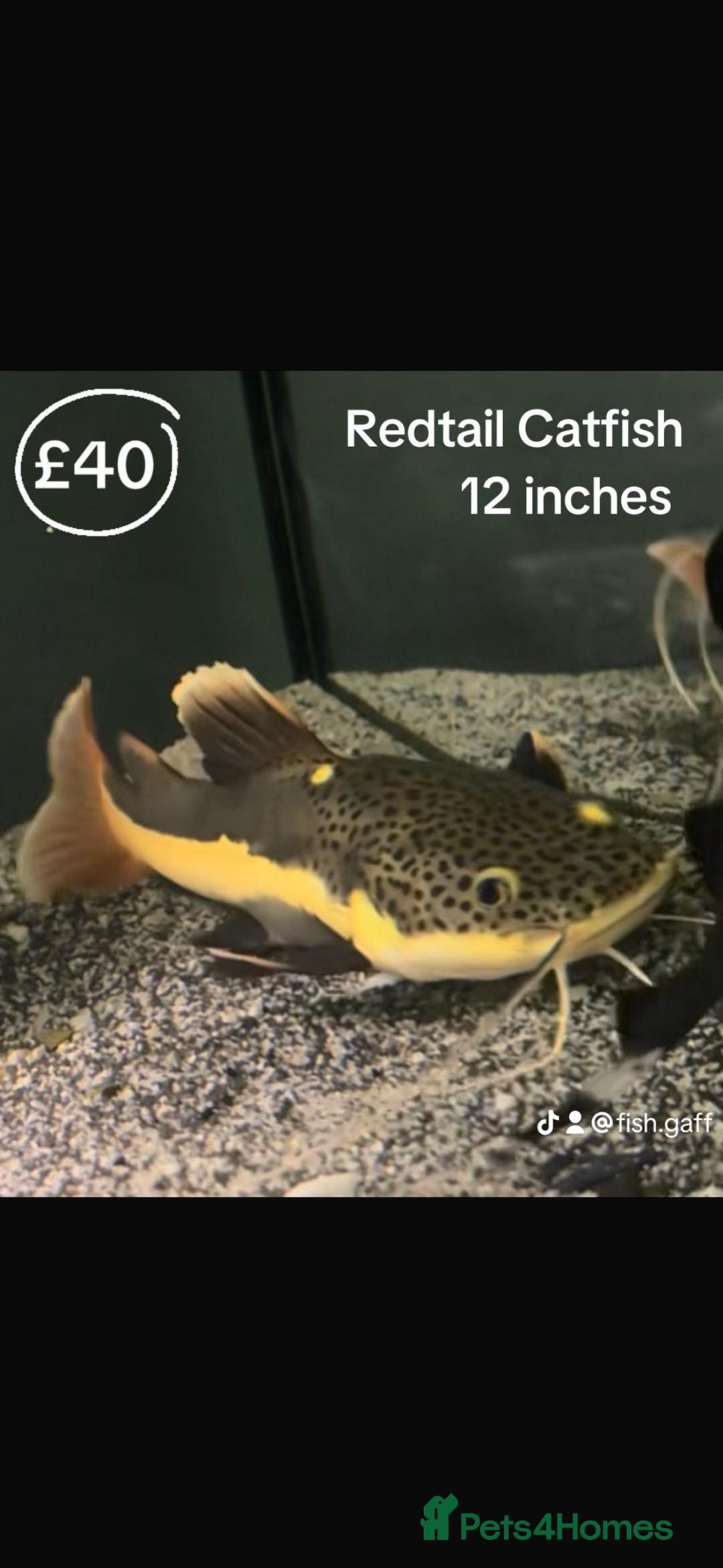 Catfish fish for sale: Fish for sale  - Image 3
