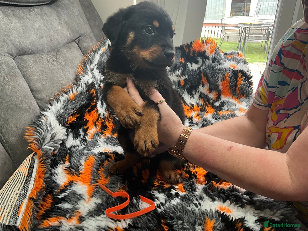 Rottweiler dogs for sale: ROTTWIELER PUPPIES - Image 1