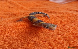 Leopard Gecko reptiles for sale: Baby leopard geckos  - Image 7