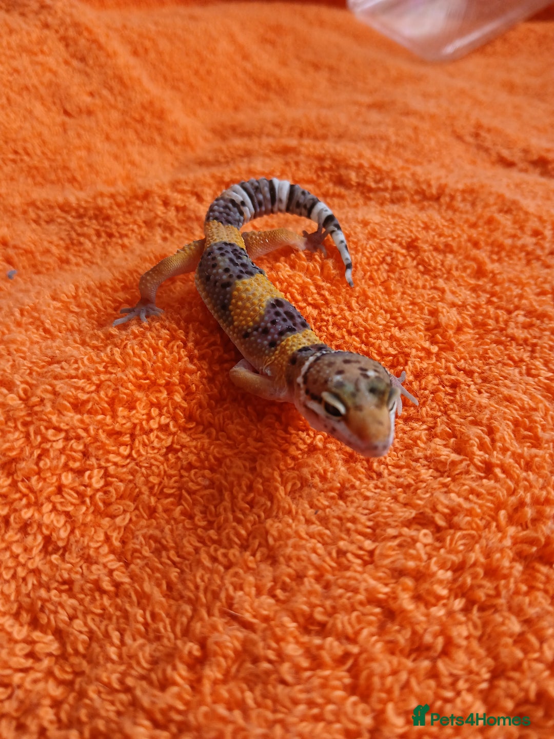Leopard Gecko reptiles for sale: Baby leopard geckos  - Image 7