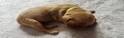 Labrador Retriever dogs for sale: Labrador puppies seeking loving homes. - Advert 11