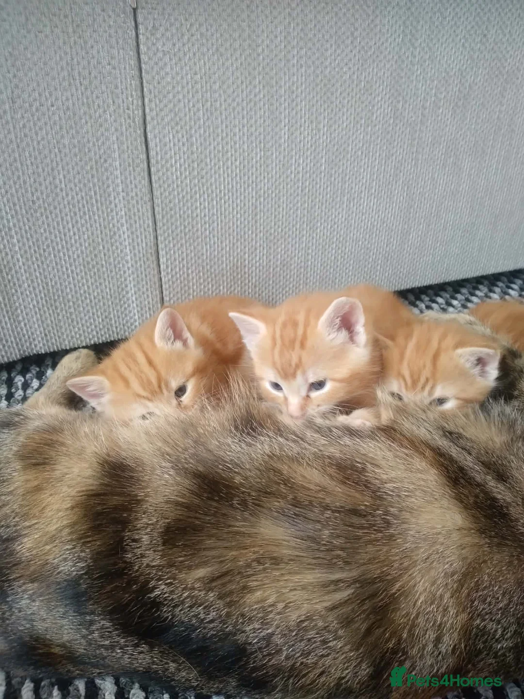 British Shorthair cats for sale: English shorthair - Advert 5