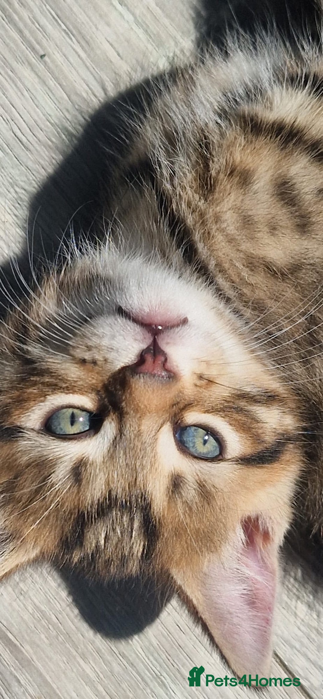 Mixed Breed cats for sale: 🐱 Handsome little boy kittens 💙 - Image 2