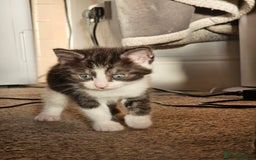 Mixed Breed cats for sale: 5 beautiful kittens - Image 4