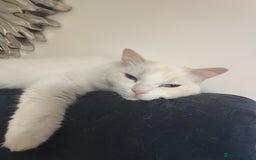 Ragdoll cats for sale: Loving pair of cats  - Image 1