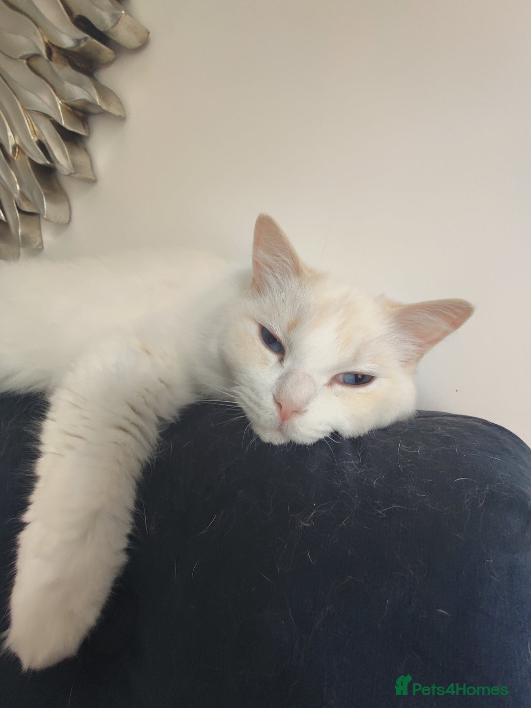 Ragdoll cats for sale: Loving pair of cats  - Image 1